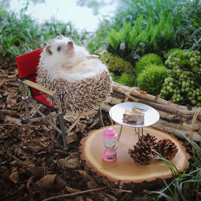 Tiny Hedgehog Goes Camping, And His Pics Are The Best Thing You'll See Today Tiny Hedgehog Goes Camping, And His Pics Are The Best Thing You'll See Today