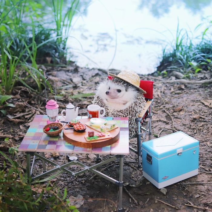 Tiny Hedgehog Goes Camping, And His Pics Are The Best Thing You'll See Today Tiny Hedgehog Goes Camping, And His Pics Are The Best Thing You'll See Today
