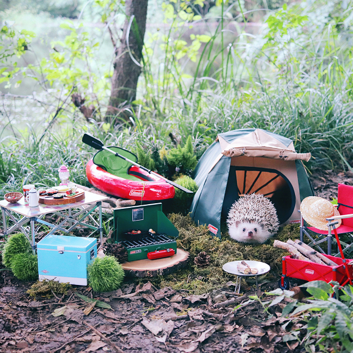 Tiny Hedgehog Goes Camping, And His Pics Are The Best Thing You'll See Today Tiny Hedgehog Goes Camping, And His Pics Are The Best Thing You'll See Today