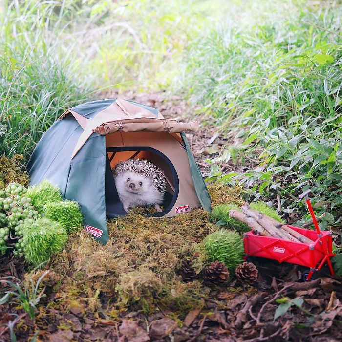 Tiny Hedgehog Goes Camping, And His Pics Are The Best Thing You'll See Today Tiny Hedgehog Goes Camping, And His Pics Are The Best Thing You'll See Today