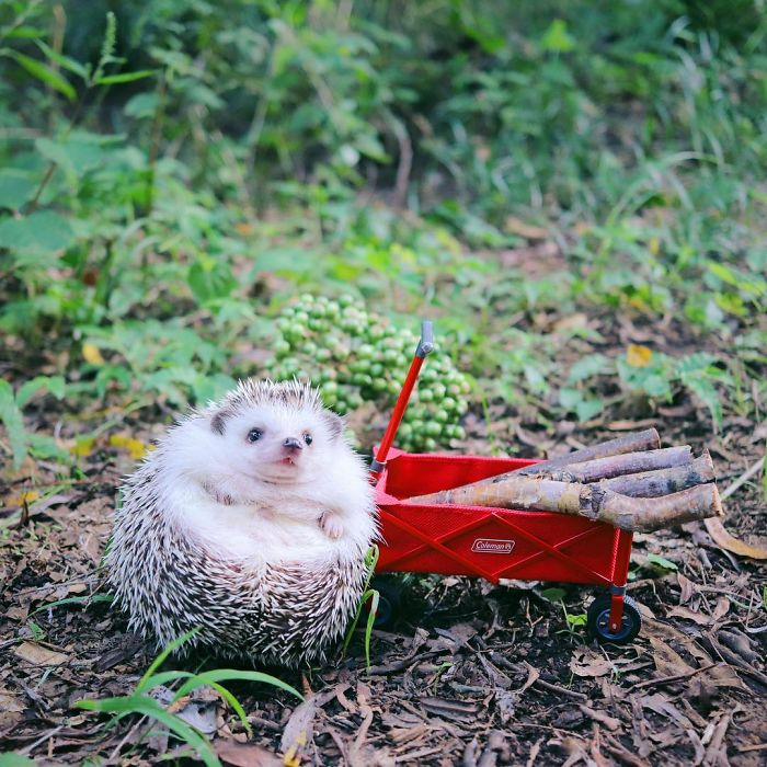 Tiny Hedgehog Goes Camping, And His Pics Are The Best Thing You'll See Today Tiny Hedgehog Goes Camping, And His Pics Are The Best Thing You'll See Today
