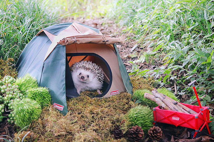 Este pequeño erizo se va de acampada, y sus fotos son lo mejor que verás hoy