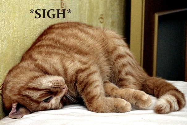 Helpful Paws In My Workshop, Part 2