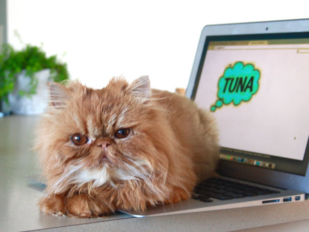 When Lord Wellington Steals The Laptop...