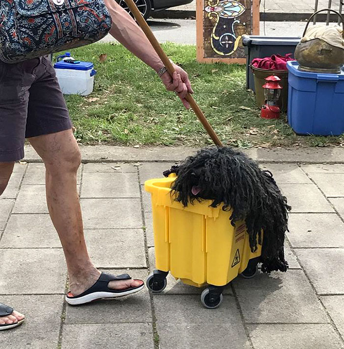 dog-mop-halloween-costume-mainstrasse-paw-rade-3