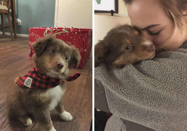 Surprised My Girlfriend With This Little Nugget Named Ryder