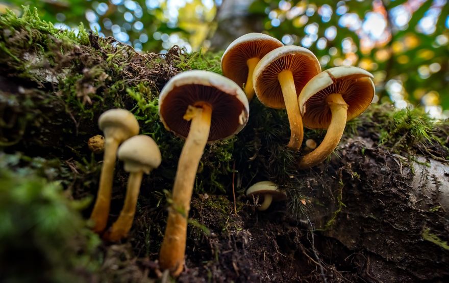 Elevate Your Macro Photos: 5 Tips From A National Geographic Explorer Elevate Your Macro Photos: 5 Tips From A National Geographic Explorer