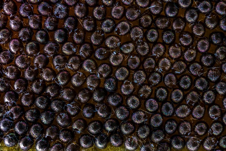 Elevate Your Macro Photos: 5 Tips From A National Geographic Explorer