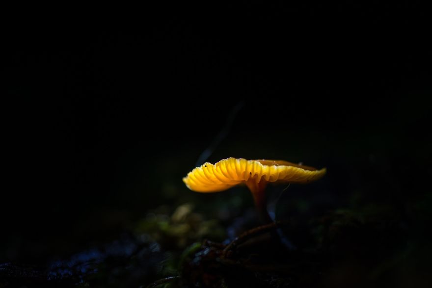 Elevate Your Macro Photos: 5 Tips From A National Geographic Explorer Elevate Your Macro Photos: 5 Tips From A National Geographic Explorer