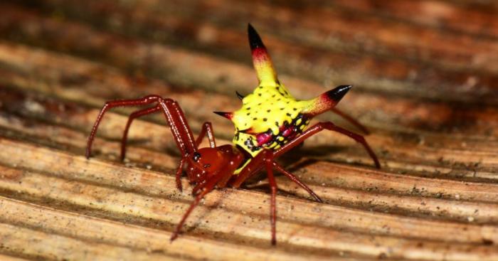 The Backside Of This Rare Spider Looks Like Pikachu From Your Nightmares