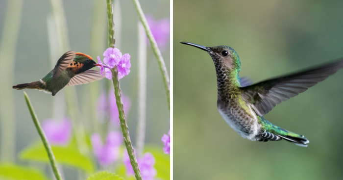 How To Photograph Hummingbirds