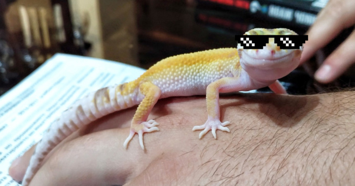 The Fabulous Life Of Gery The Gecko