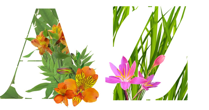 I Wanted To See What The Alphabet Would Look Like Made Out Of Flowers