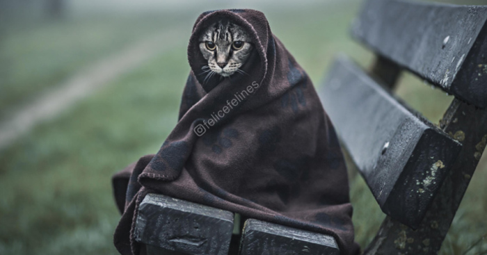 Meet Tommie, The Adorable Jedi Cat