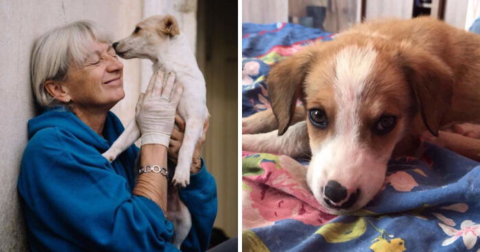 Helen’s House Of Hope: A New Life For The Abandoned And Mistreated Dogs Of Bulgaria