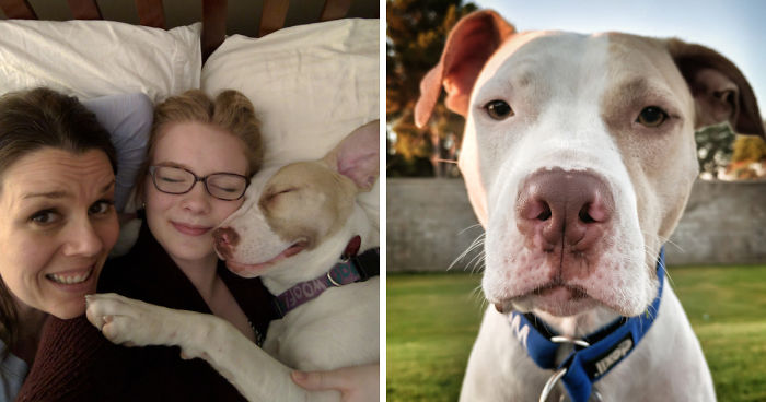 Breast Cancer Survivor And Pit Bull Start Hunger Strike To Raise Awareness