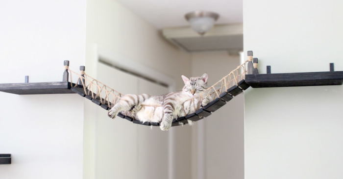 We Created An Indiana Jones Bridge For Our Cat