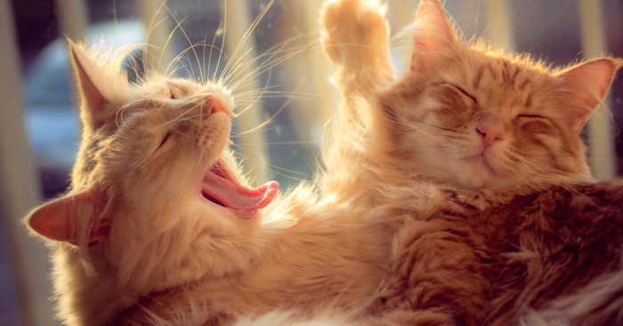 Following The Lives Of My Two Brother Cats For 6 Years