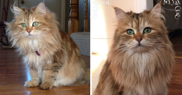 Ambrosia, The Most Beautiful Girl In The World