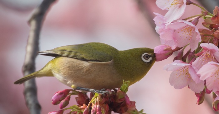 I Capture The Simple Beauty Of Nature In Japan