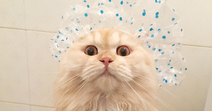 Meet Meepo, The Crazy Cat Who Loves Taking Showers