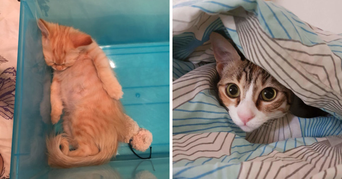 Rescue Animals Are The Best! Share Photos Of The Lives You Have Saved