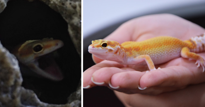 The Cutest Yawning (Or Laughing) Gery The Gecko