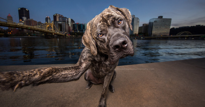 These Dogs Have Mastered The Art Of The Selfie