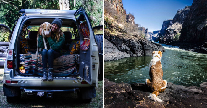 Meet Ginger, A Scared Security Dog From Zambia Who Became A World Traveler