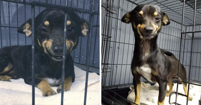 The Internet Fell In Love With This Rescued Dog With A Beautiful Smile On His Face And Everyone Wants To Adopt Him