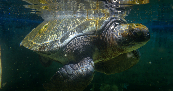 I’ve Been Photographing The Sea Turtle Rescue Center For 4 Years