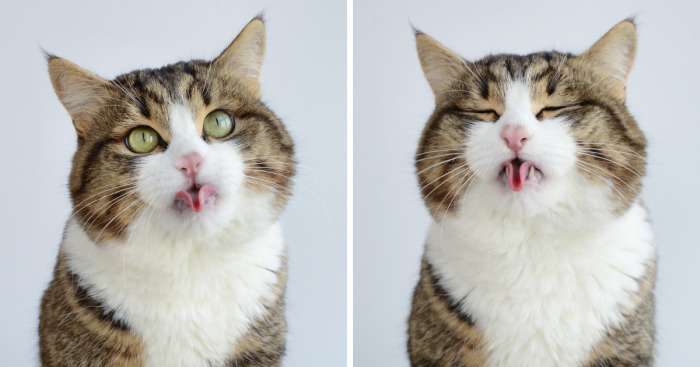 Meet Rexie, The Cat-King Of Bleps And Tongue Tricks