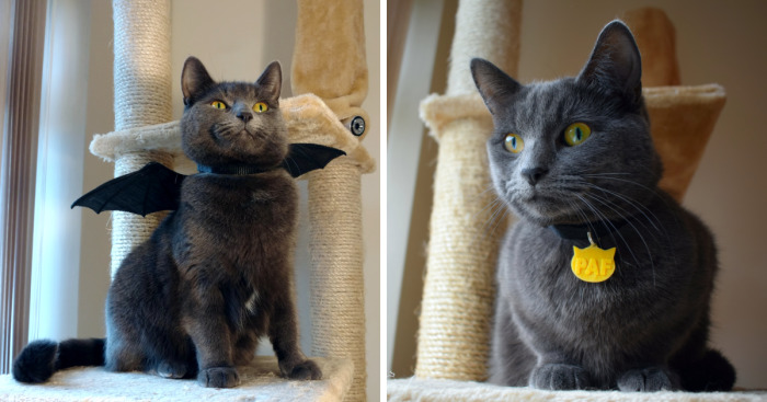 3d Printed Cat Accessories