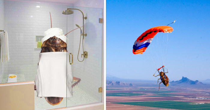 The Cockroach Diaries