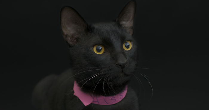 I Photographed Black Cats For Halloween