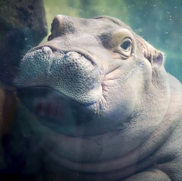 Fiona The Hippo Photobombs Couple’s Engagement Pics, And Now They’re So Much Better Fiona The Hippo Photobombs Couple’s Engagement Pics, And Now They’re So Much Better