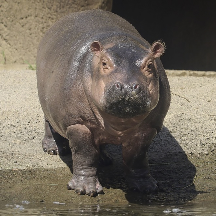 Fiona The Hippo Photobombs Couple’s Engagement Pics, And Now They’re So Much Better Fiona The Hippo Photobombs Couple’s Engagement Pics, And Now They’re So Much Better