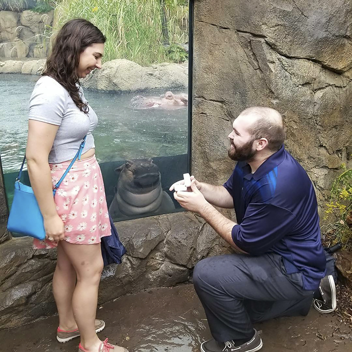 Fiona The Hippo Photobombs Couple’s Engagement Pics, And Now They’re So Much Better Fiona The Hippo Photobombs Couple’s Engagement Pics, And Now They’re So Much Better