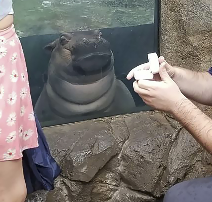 Fiona The Hippo Photobombs Couple’s Engagement Pics, And Now They’re So Much Better Fiona The Hippo Photobombs Couple’s Engagement Pics, And Now They’re So Much Better