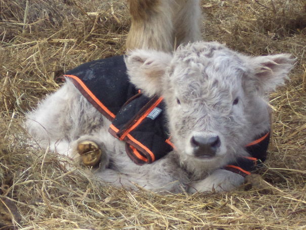 first-calf-of-Jan-2016-011-59d674f7b9c04.jpg