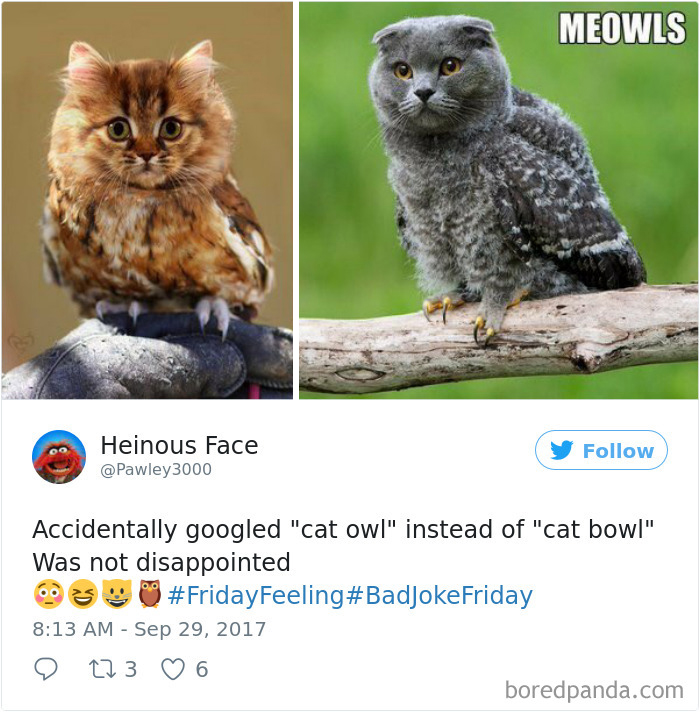 Funny-Accidental-Google-Searches