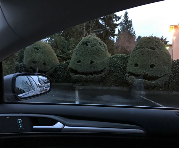 These Creepy Bushes Outside My Dentist's Office
