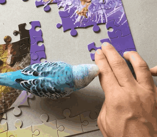 He Also Pooped On My Puzzle