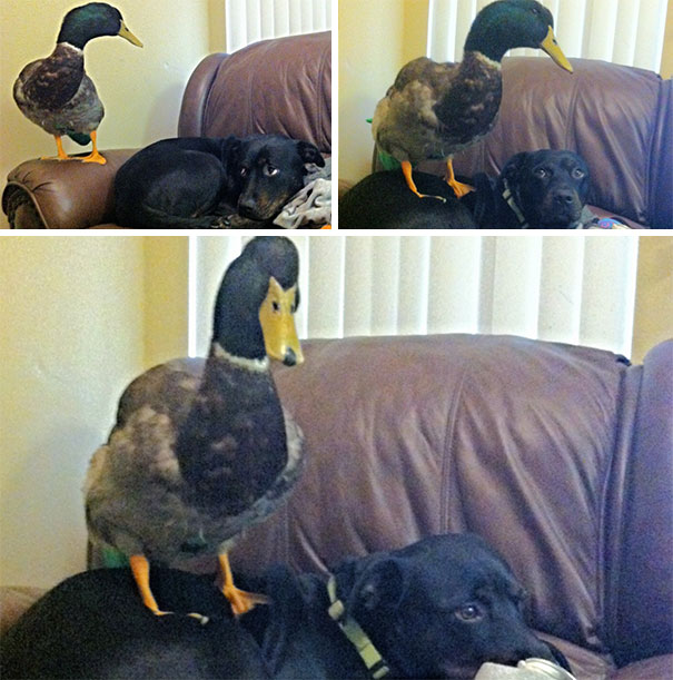 Excuse Me While I Stand On You