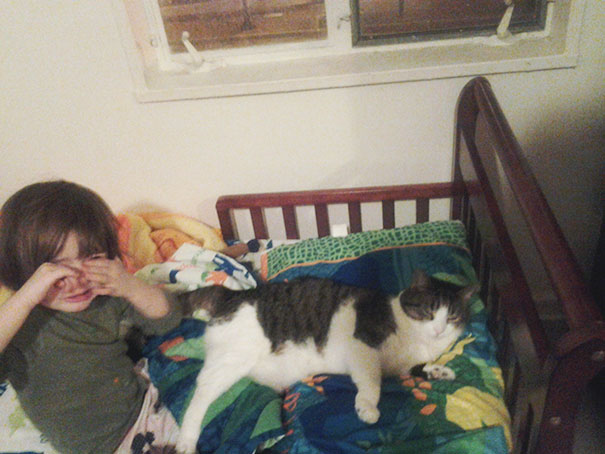 The Second Night This Week My 3 Year Old Daughter Has Woken Up Crying... Our Smug Spoiled Cat Has Stolen Her Pillow