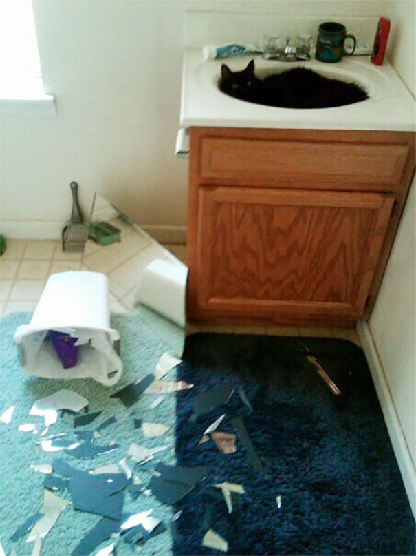 That Time My Cat Redecorated My College Bathroom