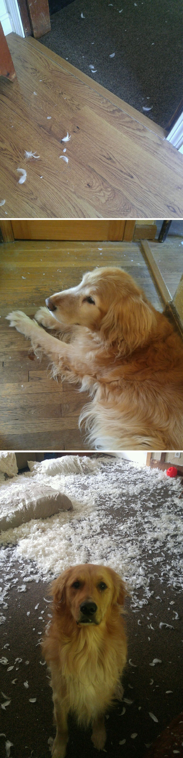 Woke Up To Find Feathers In The Hallway. Possible Victim: Bird