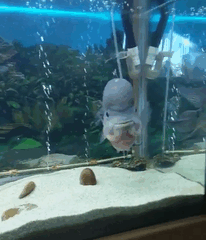 My Fish's An Asshole