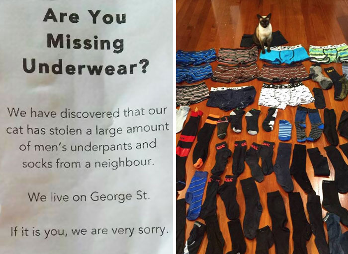 People Are Sharing Pics of Their Pets Being Jerks, And It Will Make You Laugh Out Loud (Add Yours!)