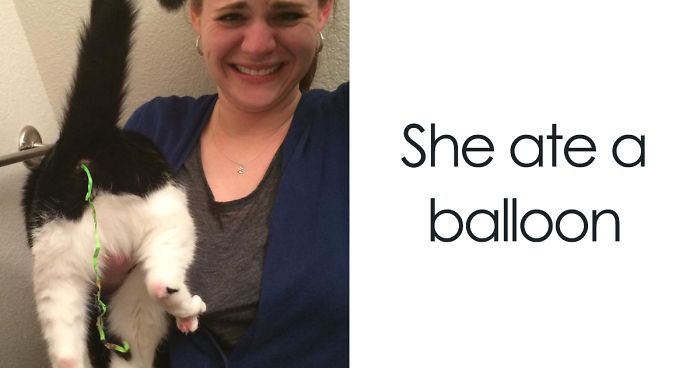 People Are Sharing Pics of Their Pets Being Jerks, And It Will Make You Laugh Out Loud (Add Yours!)